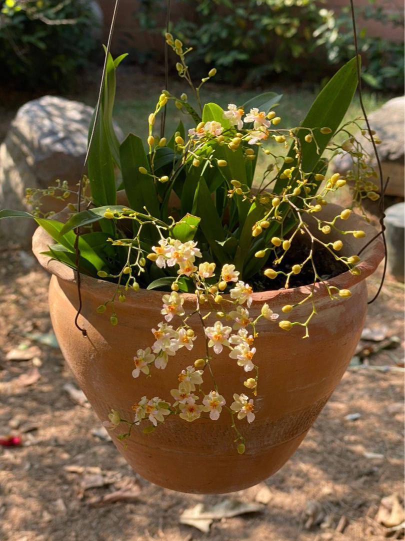 10月逛花市 4种花赶紧 收入囊中 现在正是花期 文心兰