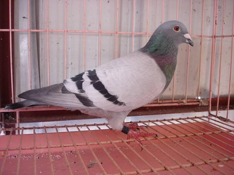 18bdaf31a7314caca400f779de1b16ec.jpeg