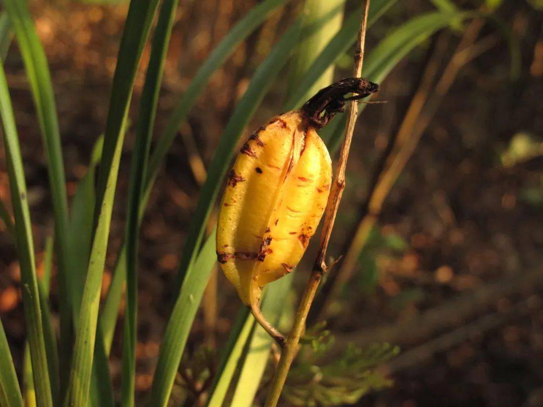 多花兰cymbidium floribundum 的果实