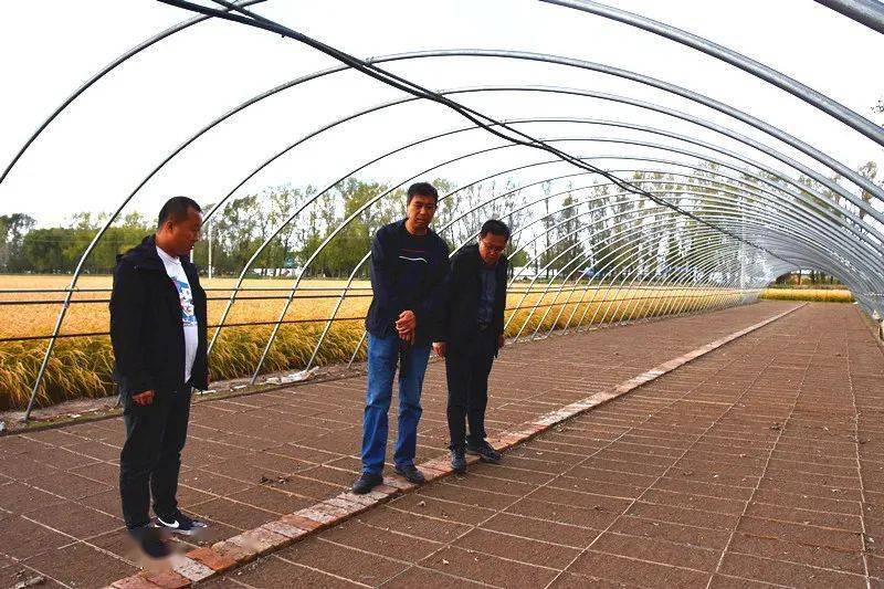 庆国庆 保秋粮 夺丰收 江川农场有限公司党委领导深入一线检查指导秋收生产工作