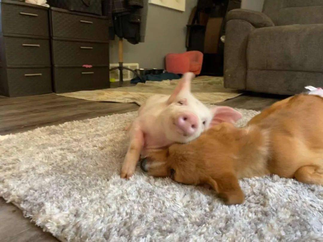 这只小狗最好的朋友是一头小猪,网友:想看猪长大后._winnie