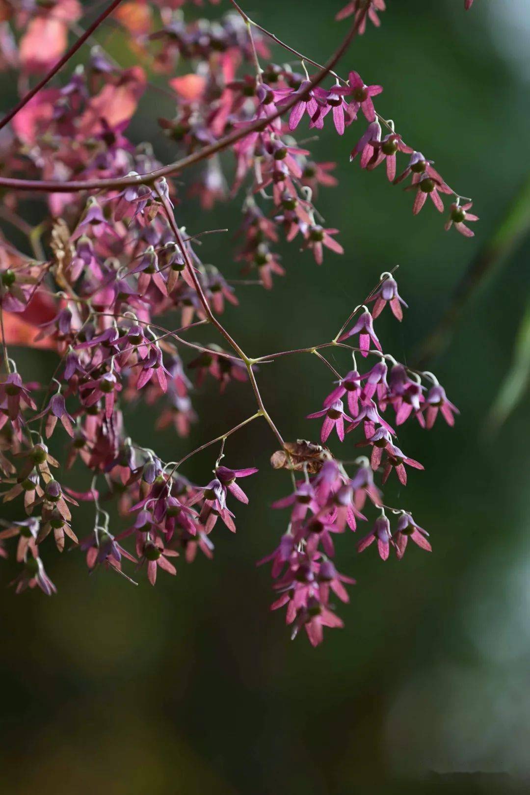 飞蛾藤花开白得清雅小得秀气