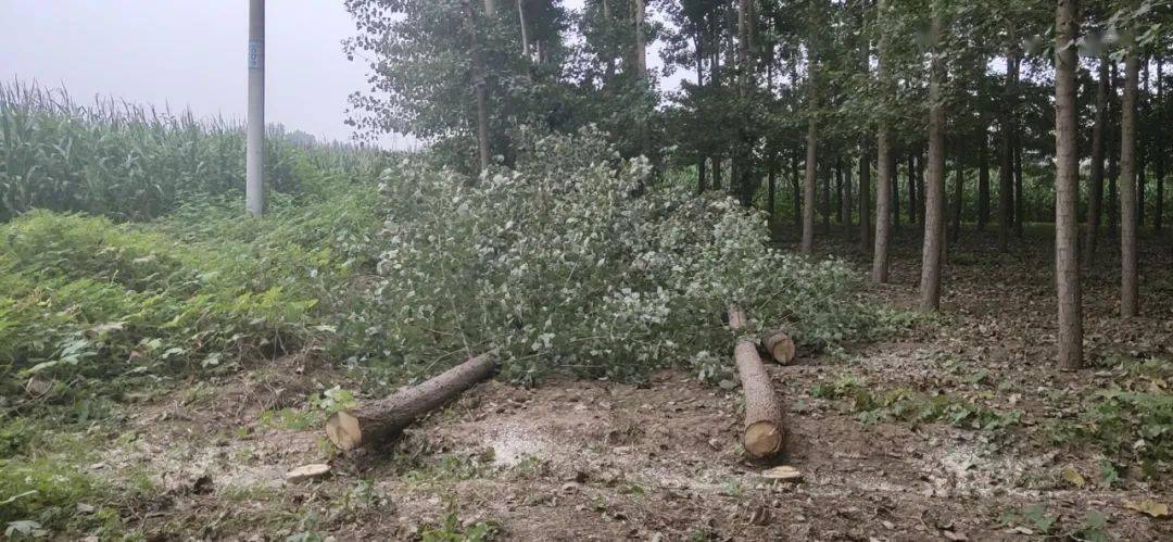 砍伐4000多棵实拍霸州一地砍伐危树现场