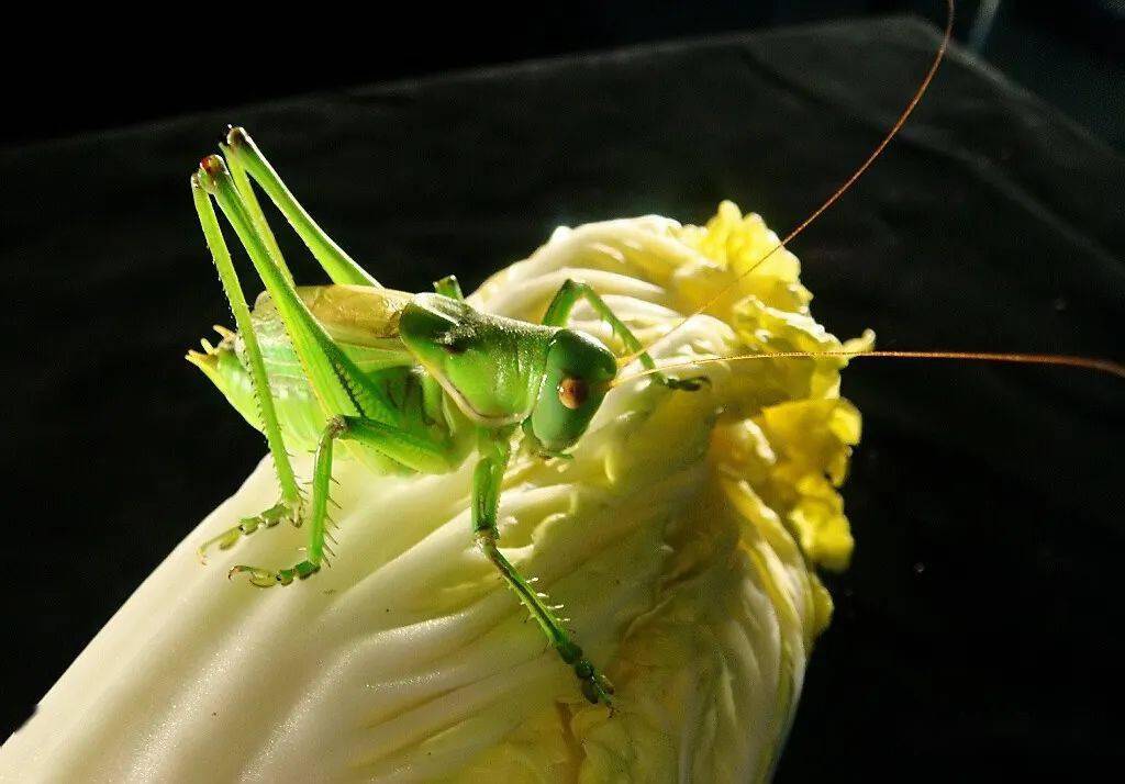 承恩膝下同银潢兼玉叶 祖德与宗功乍可方观梓 何须待剪桐螽斯歌揖揖