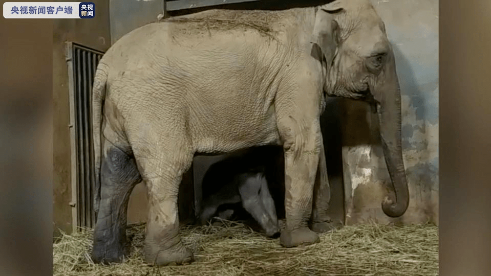 可可爱爱!昆明动物园亚洲象又添象宝宝