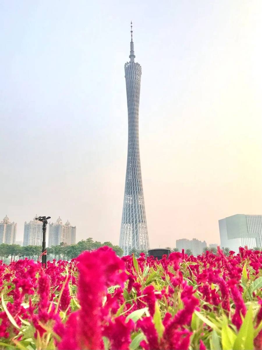 花海|国庆假期不容错过！广州大片限定花海曝光