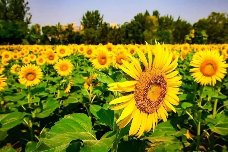 花海|国庆假期不容错过！广州大片限定花海曝光