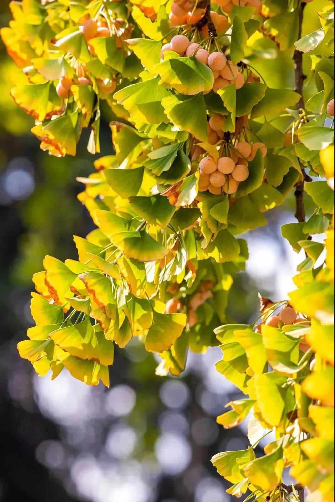 玄武湖国庆赏秋 秋花秋实美不胜收