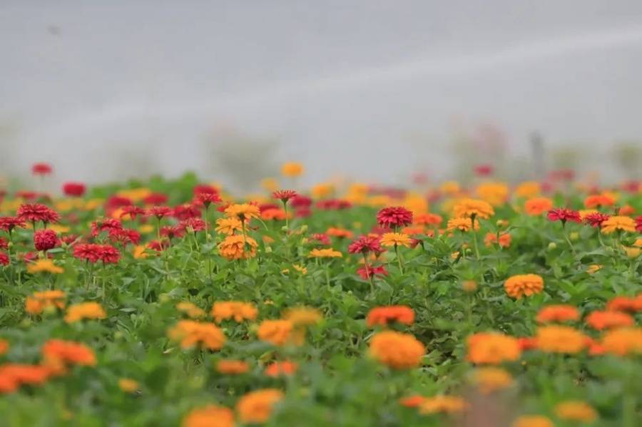 花海|国庆假期不容错过！广州大片限定花海曝光