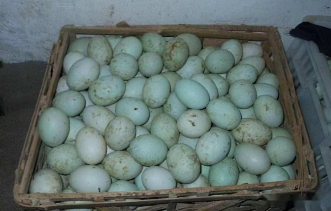 买鸭蛋时,选"白壳"还是"青壳"?差别很大,搞懂再买不吃亏_青色