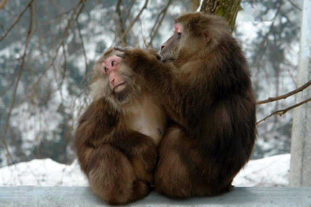 生物多样性无量山中的红脸猴你认识它们吗