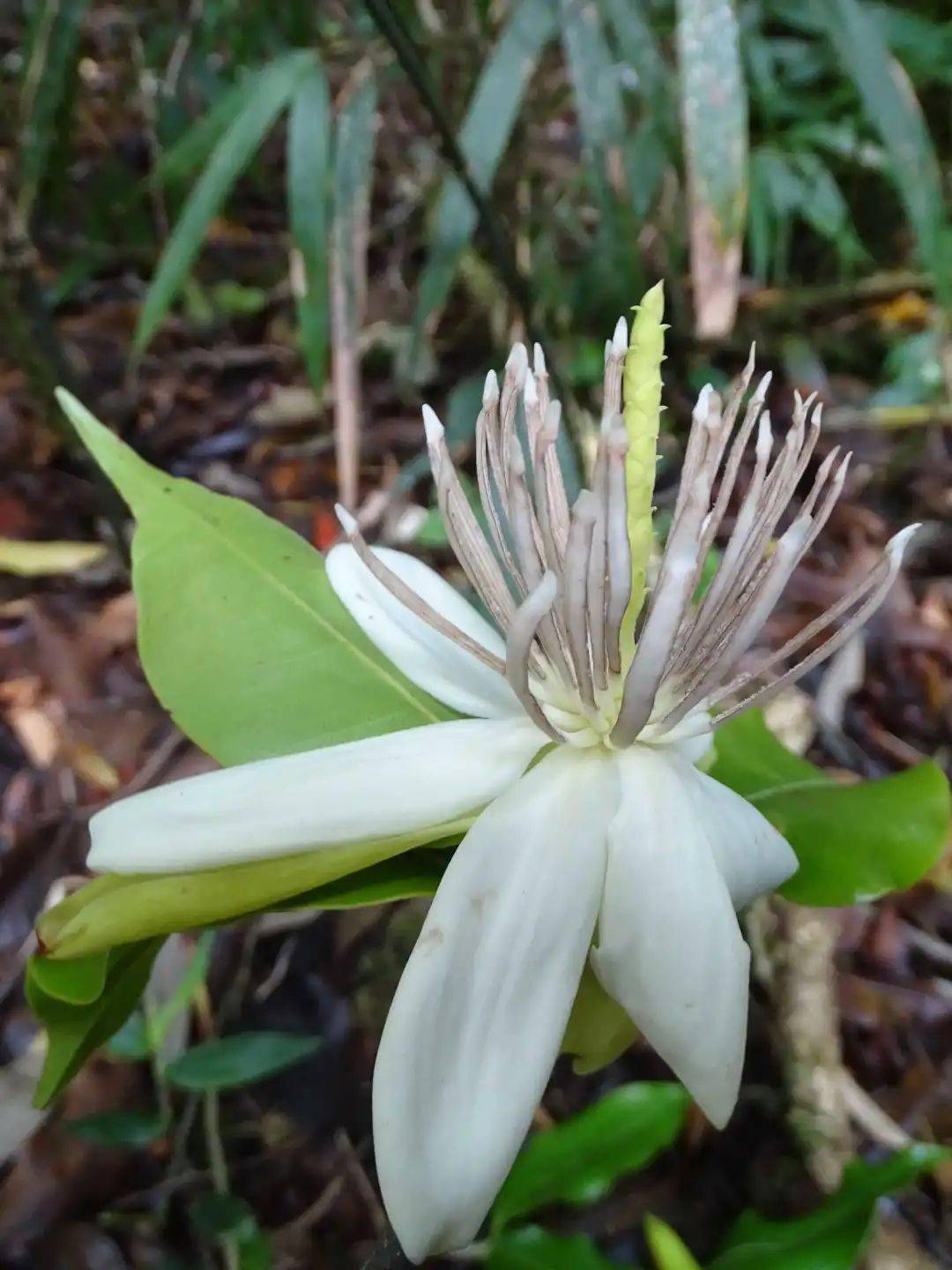 cop15丨春华秋实正值果期的长蕊木兰