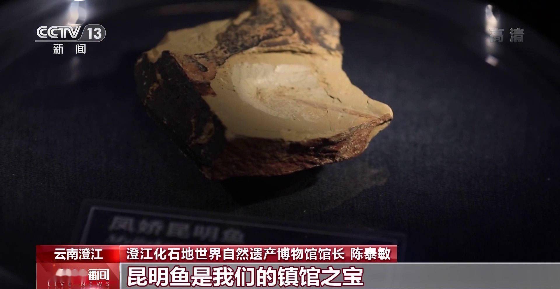 化石|云南禄丰恐龙科考“啃硬骨头”：恐龙化石如何修复？