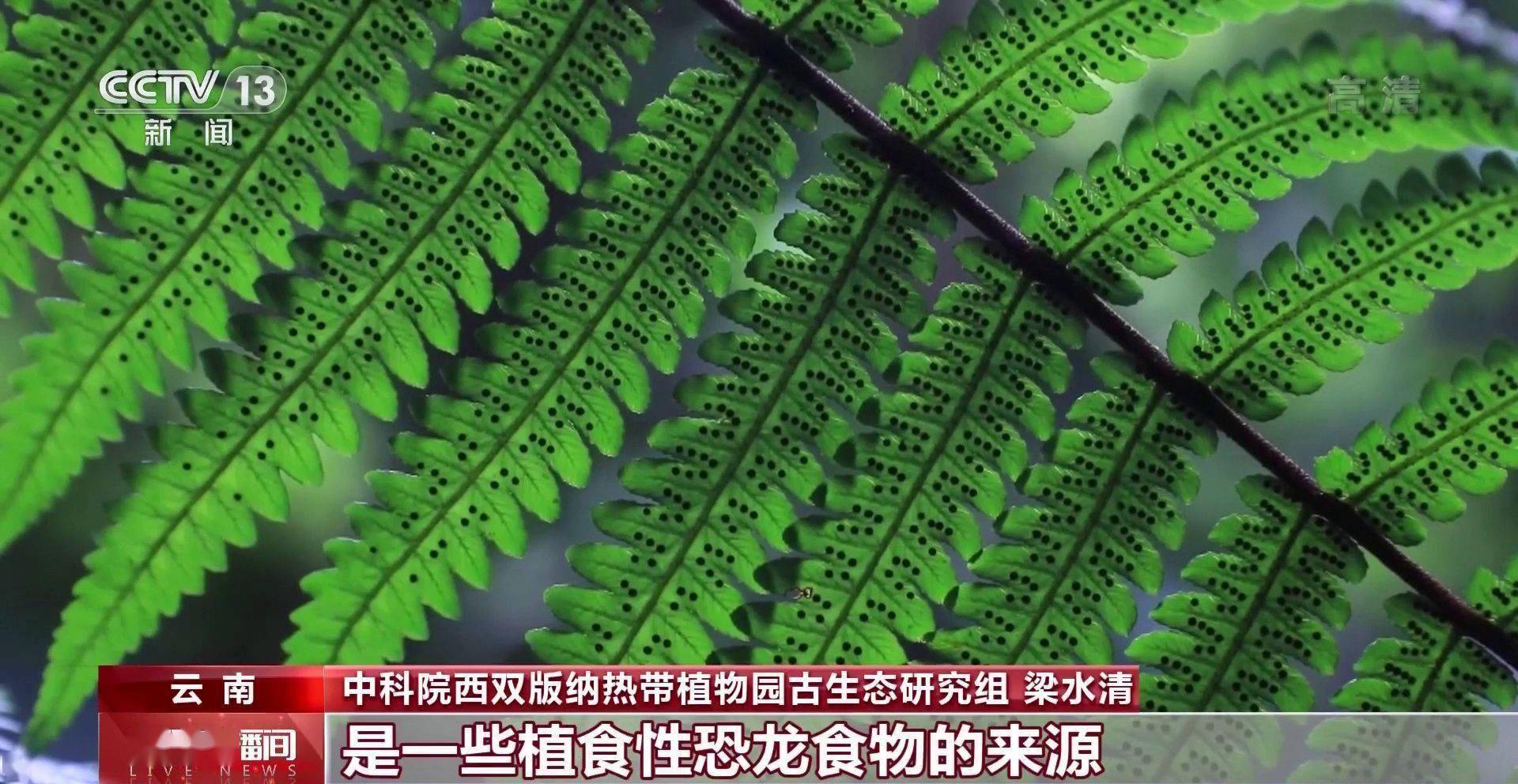 化石|云南禄丰恐龙科考“啃硬骨头”：恐龙化石如何修复？