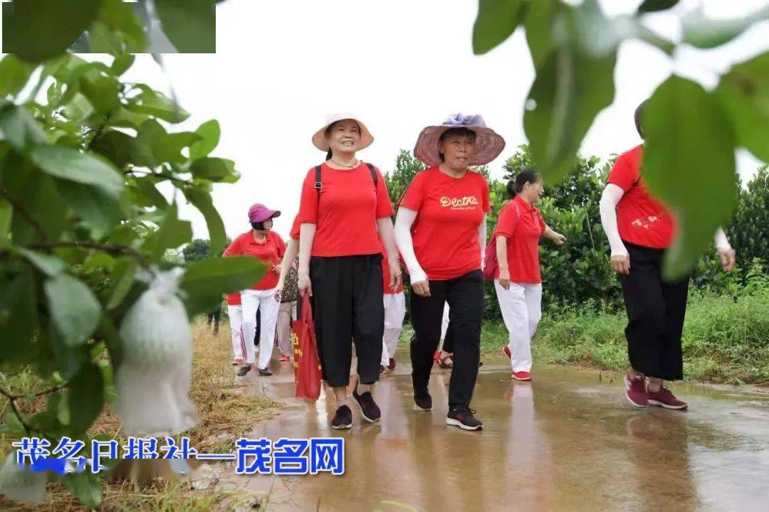 高州曹江这些活动吸引好多游客,淮山地"寻宝,稻田里"浑水摸鱼"打卡