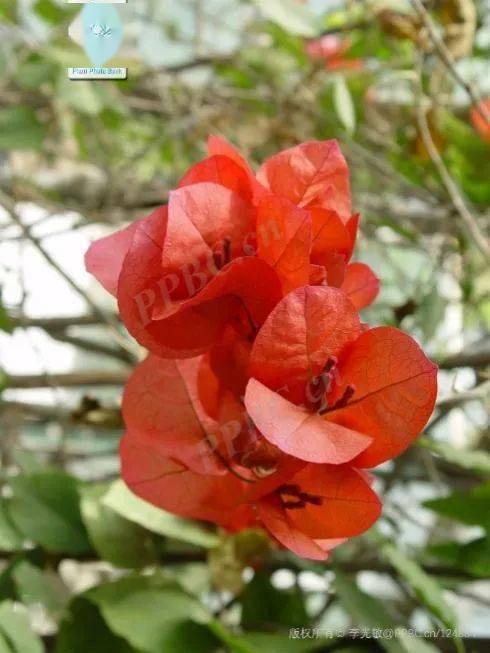 叶子花是叶子还是花丨花花万物