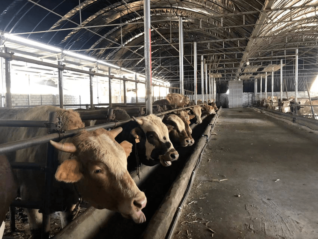 金秋十月丰收琅环村肉牛养殖让群众收入牛起来
