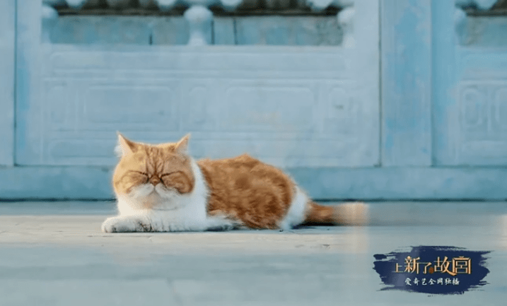 双语时政专栏太可爱了原来宫中的猫主子们叫这些名字啊