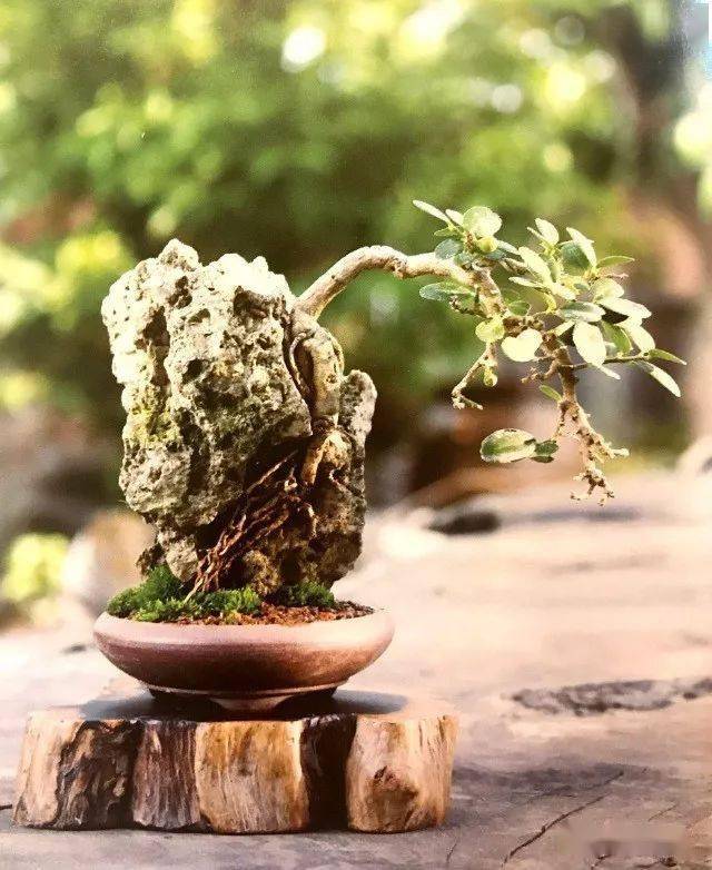 ok,附石盆景制作完成!将附石后的植物