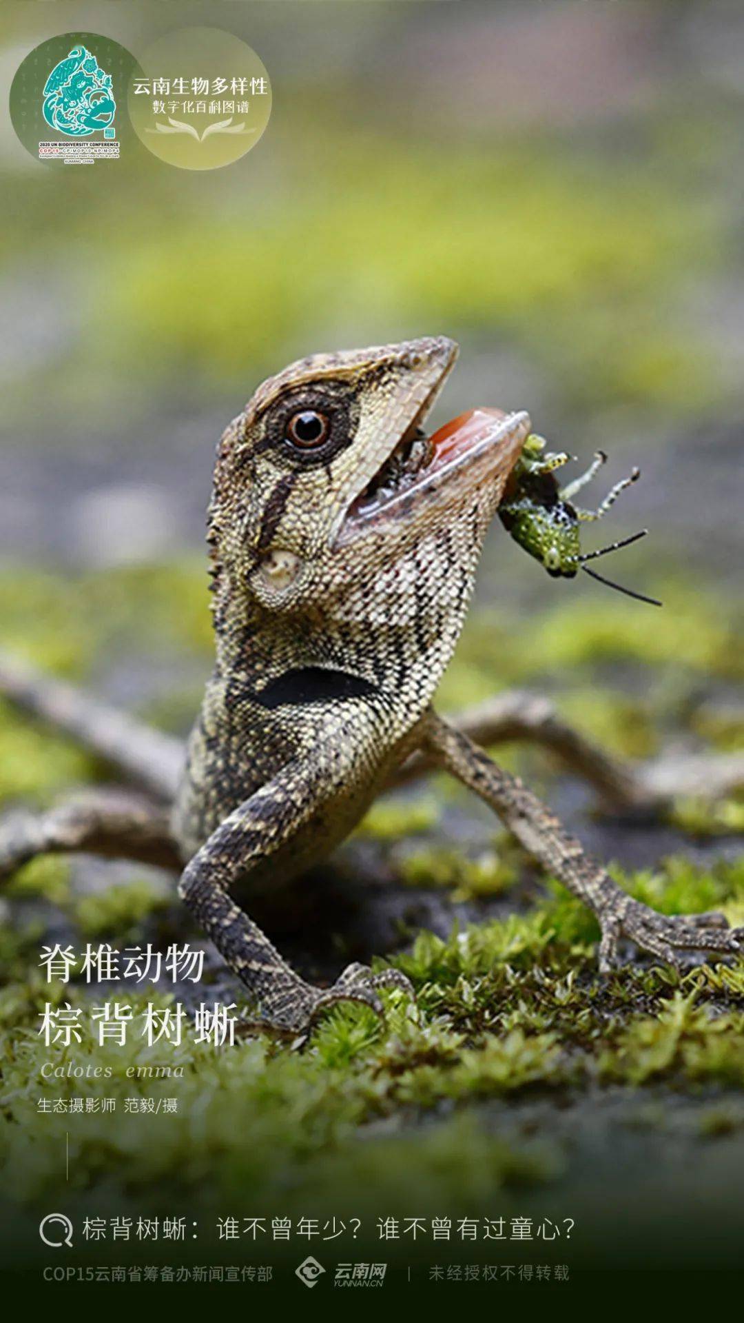 蛇是有脊椎动物还是没有脊椎动物 3247f690aa9c466c8d8cf2ff3439416a.jpeg