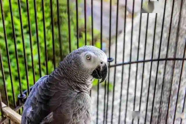 一地报告鹦鹉热病例,鹦鹉热是啥?还能养宠物鸟吗?