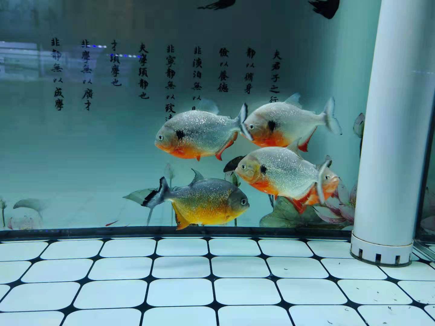 鱼多久换水好呢 62dbcd4fd93247ebb857910664a92157.jpeg