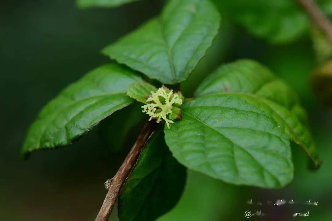 100种国庆开花植物惊艳绽放于植物园还不快快来打卡