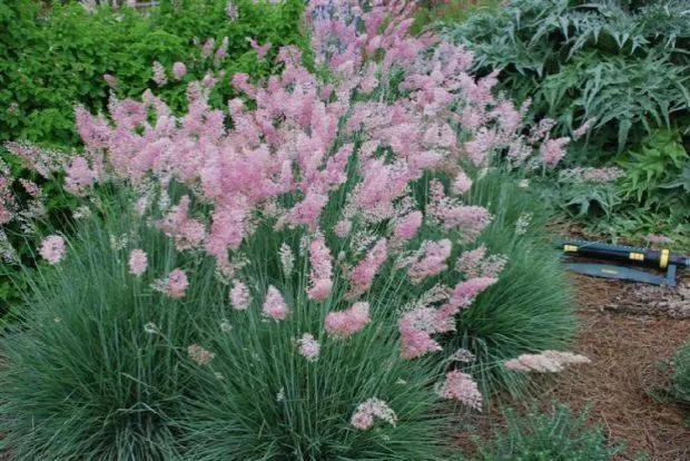 每日一花糖蜜草植物体被腺毛有糖蜜味