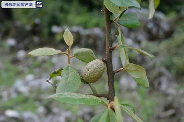 蝴蝶|极危物种消失百年后重现，它们的“回归”意味着什么？