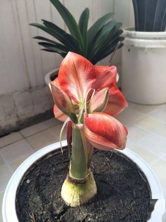 盆栽花卉推荐朱顶红 cf71f9d3d6a046e8bac2ffa95cfdfd8d.jpeg