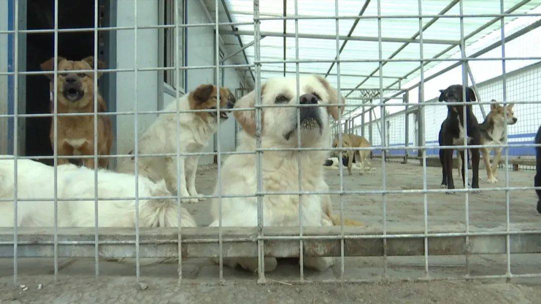 流浪狗都去了哪里?小编带您一探犬类留检所