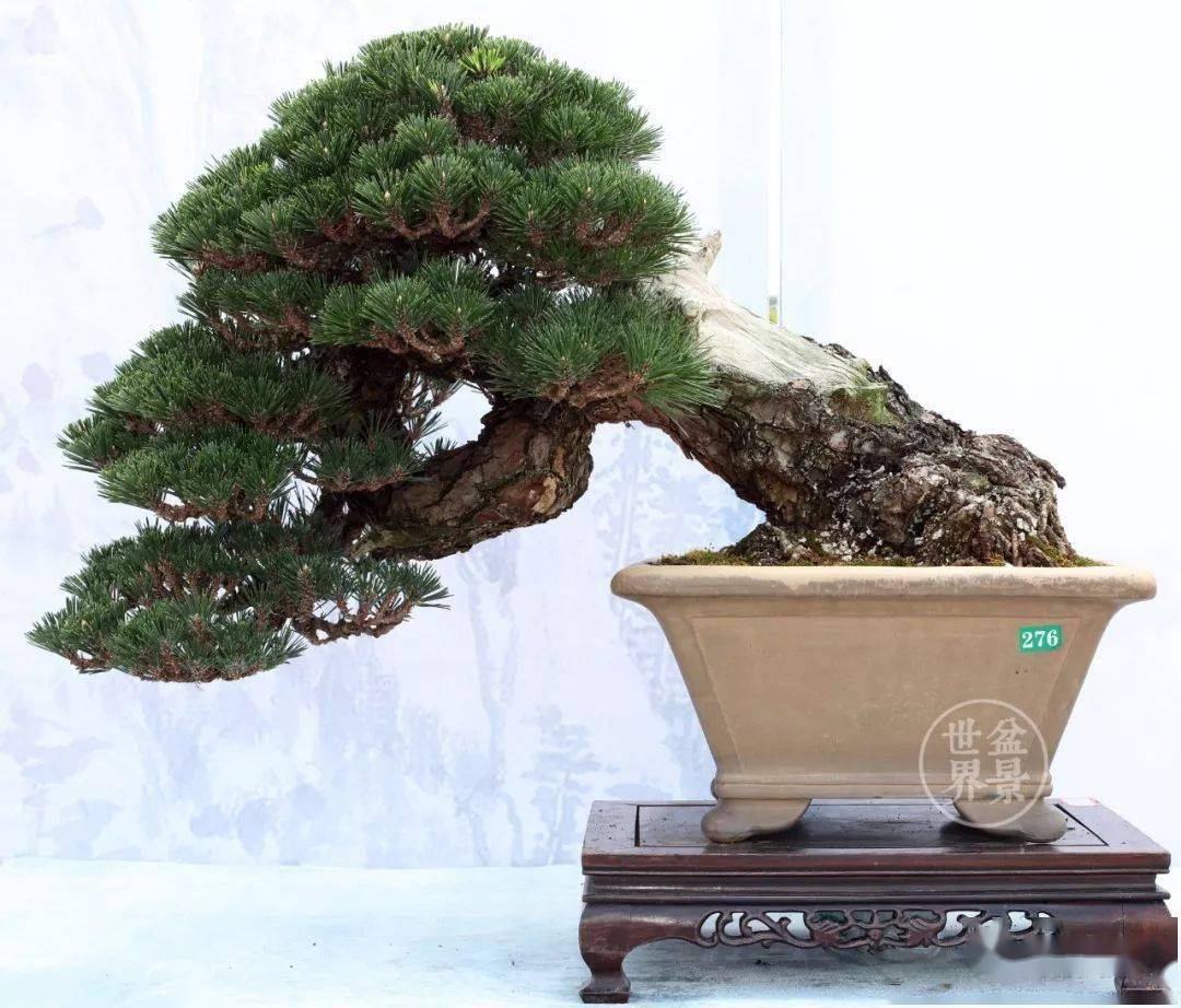 权威发布丨国际盆景赏石大会盆景金奖作品全集_cm