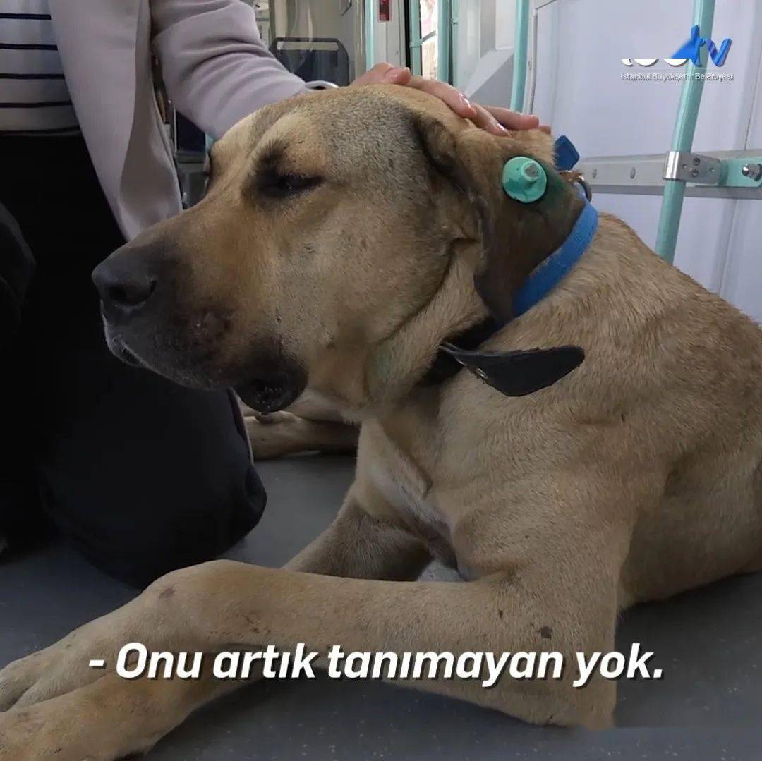 一只流浪狗的独自旅行 曾跨越亚欧两大洲 Boji 新闻时间