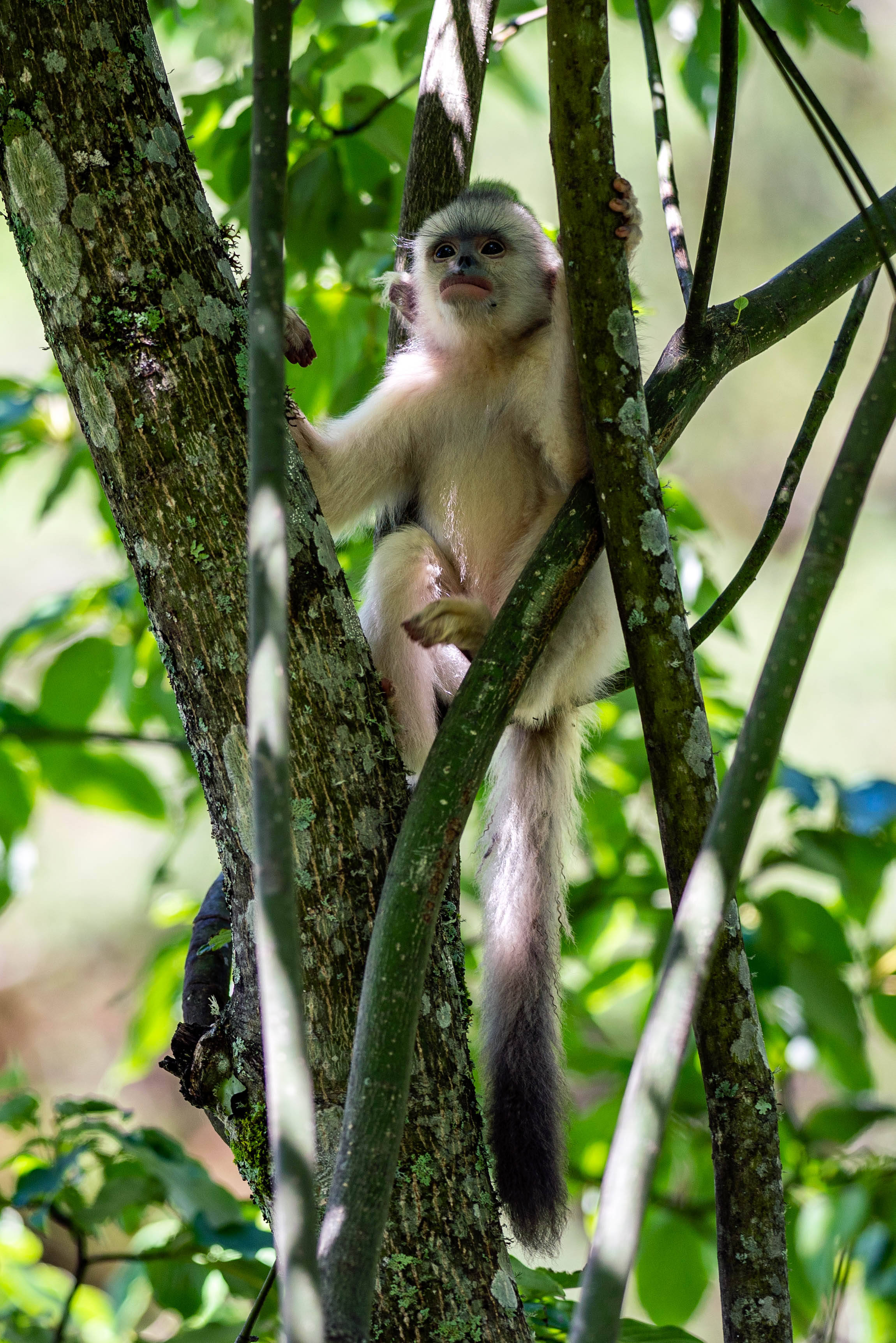 探访"雪山精灵"——滇金丝猴