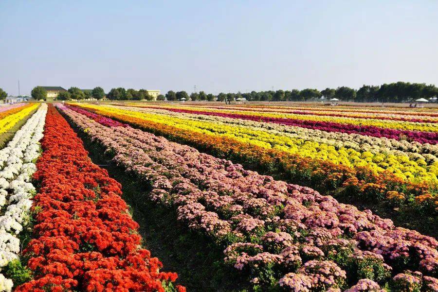 用什么做花海最合适 aa4e63c178b6482182870a244dfd5631.jpeg