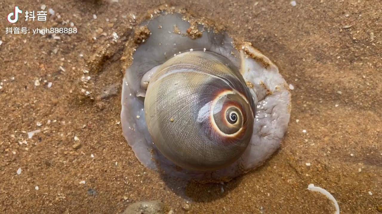 大海退潮了大宇赶海在海边发现群居的沙蚕管正在捕食八爪鱼户外赶海