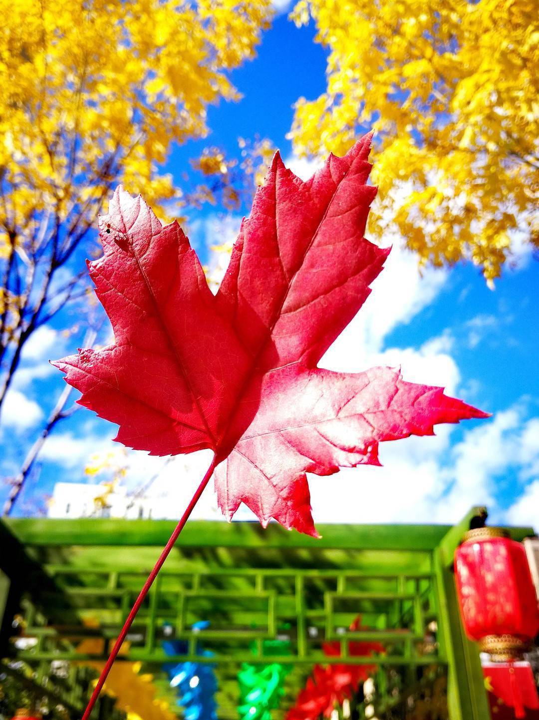 尾声|如诗如画 冰城秋意正浓！