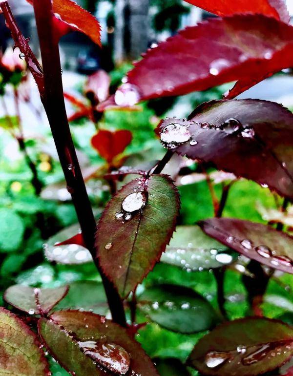 乌鲁木齐市|寒露至，秋更浓，幸福不过有人为你添衣