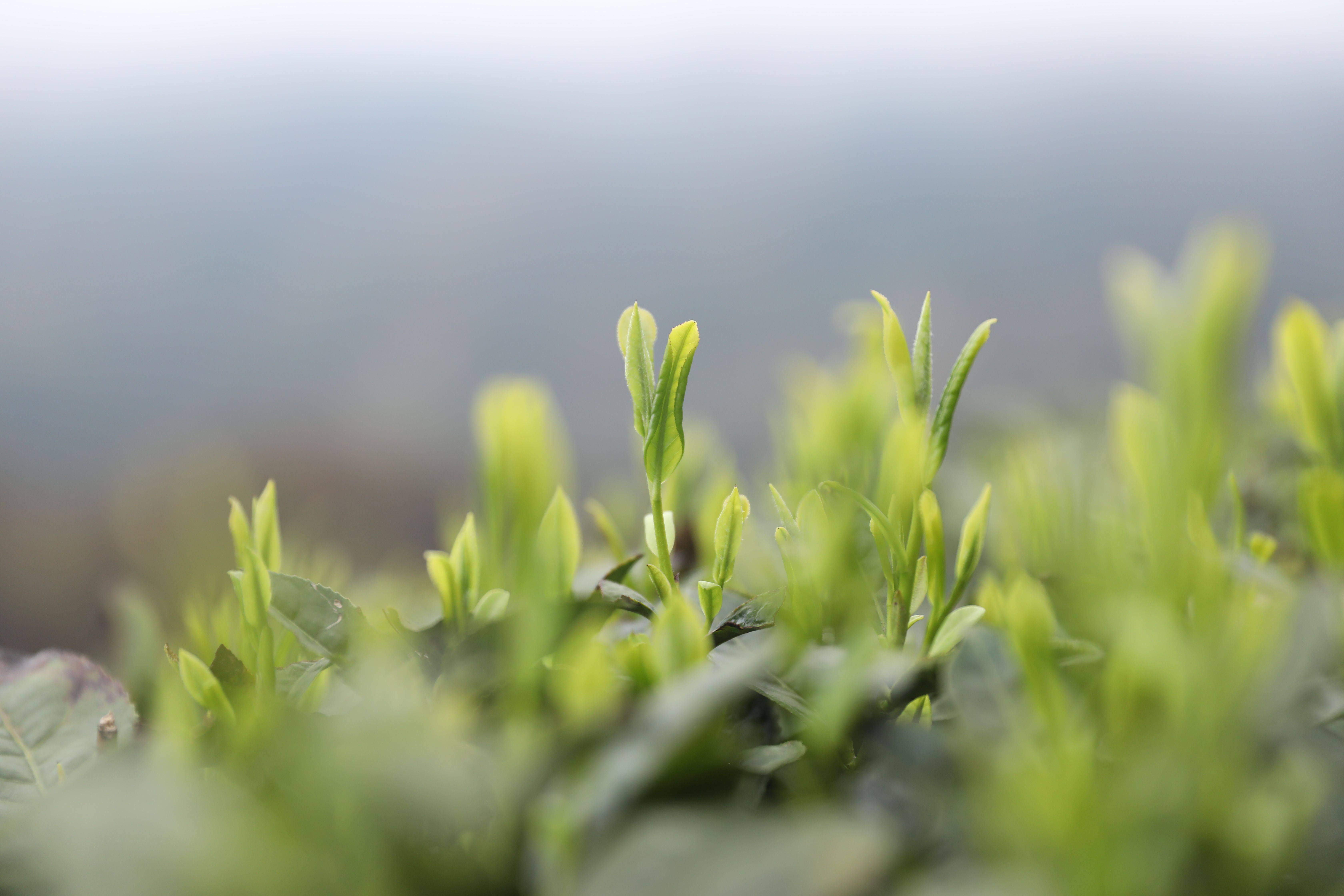 贵州绿茶进景区高山云雾出好茶雷公山下茶香飘千里