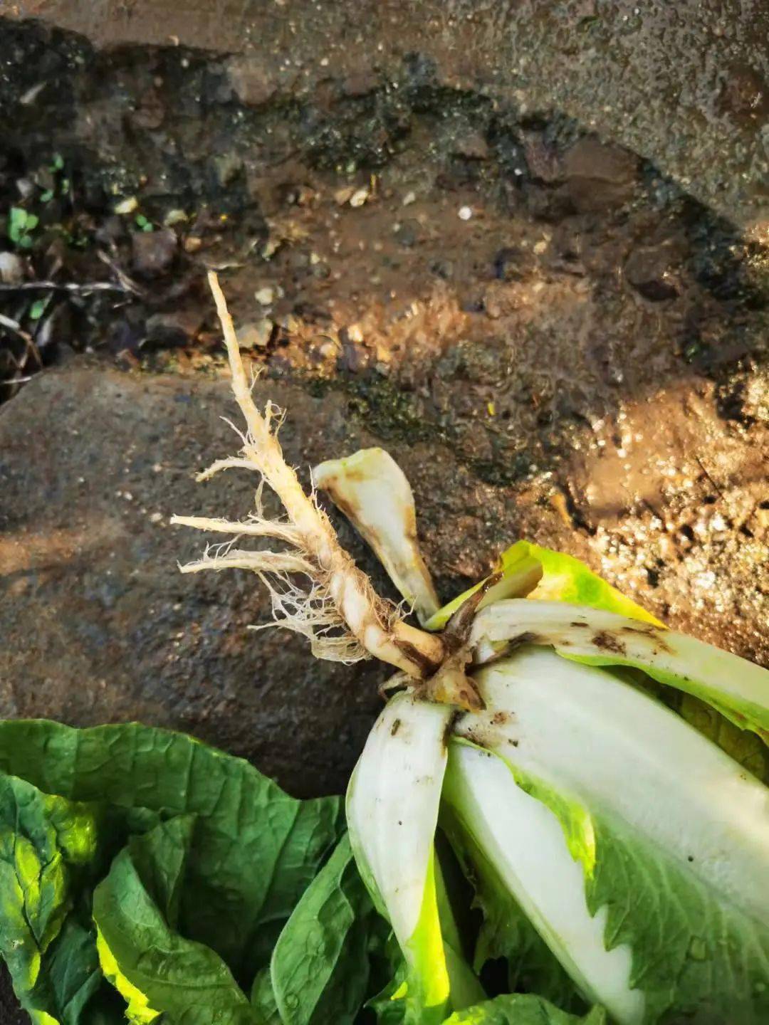 大白菜的根茎叶图图片