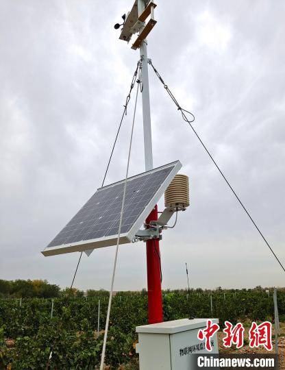 葡萄藤|新疆天山北麓葡萄藤上的“三产”融合