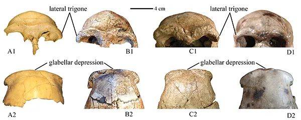 化石|30万年前的“安徽人”长啥样？