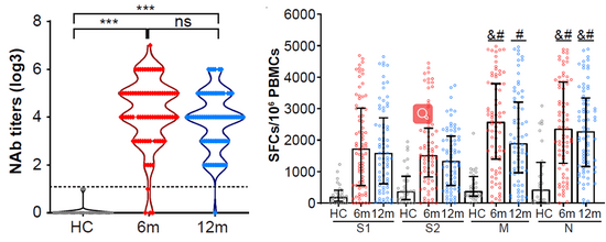 免疫|人体免疫系统能“记住”新冠病毒一年以上