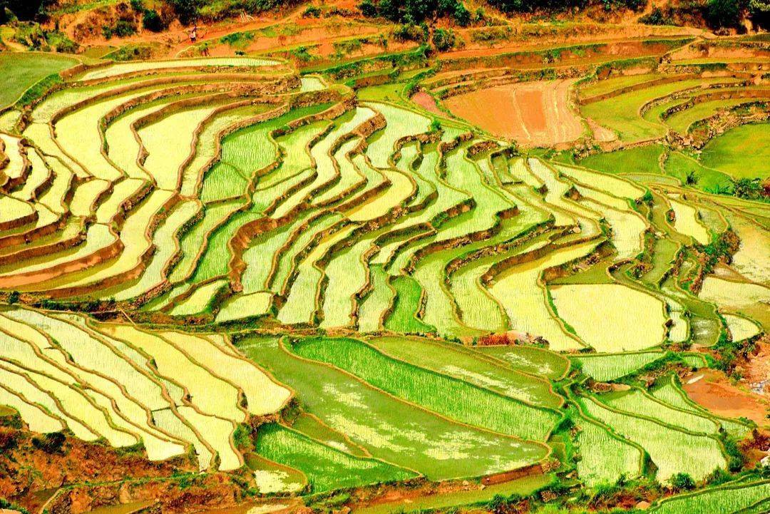 云南梯田秋色上新玉溪元江那诺梯田美炸了