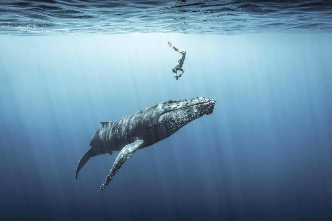 五颜六色: 亲近座头鲸 | 秋意浓 | 老爷车,俏女郎