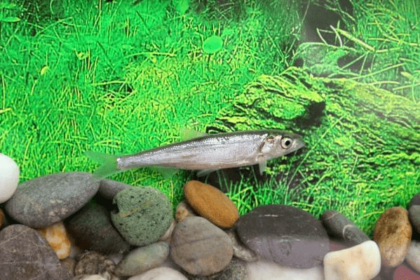 科技要闻银白鱼回家昆明市水产科学研究所生物多样性保护实践