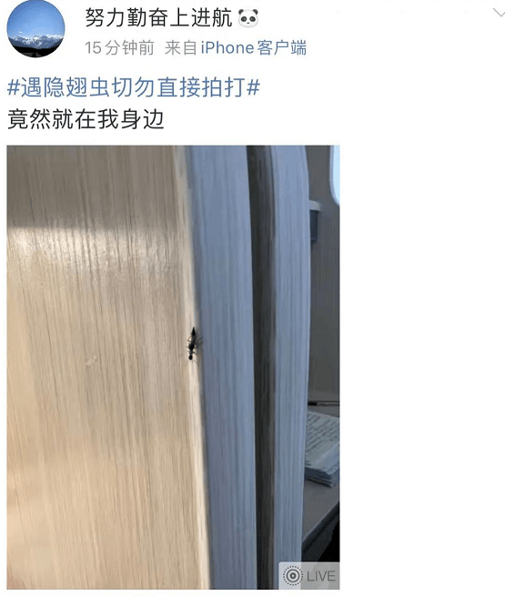 灯光|这种小虫，冲上热搜第一！医生紧急提醒