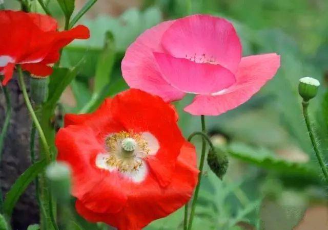 130�� · ������ͥ����ֲ������������֣�