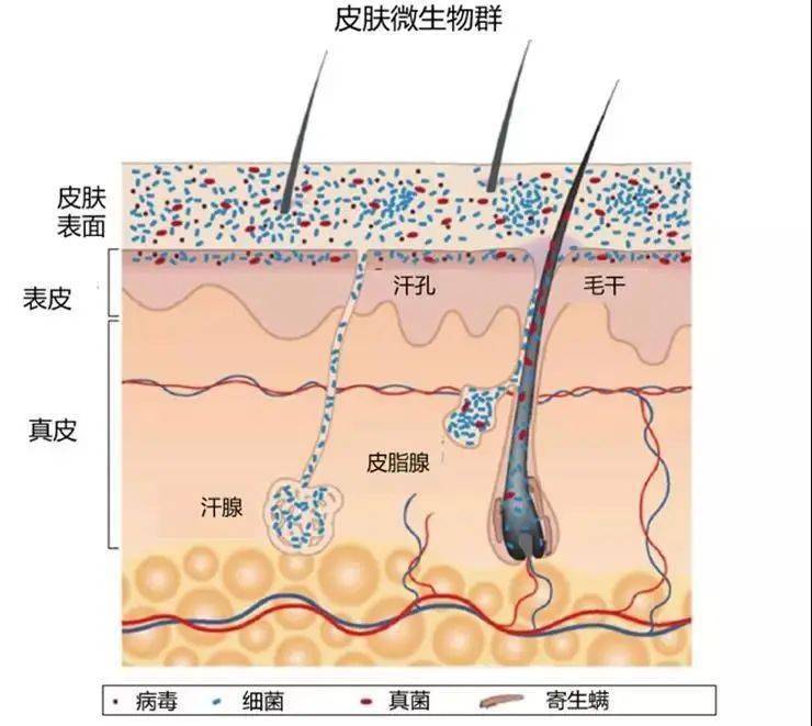 屏障护肤行业真大佬：全国皮肤科第一，一个面霜做3年，有多好用？