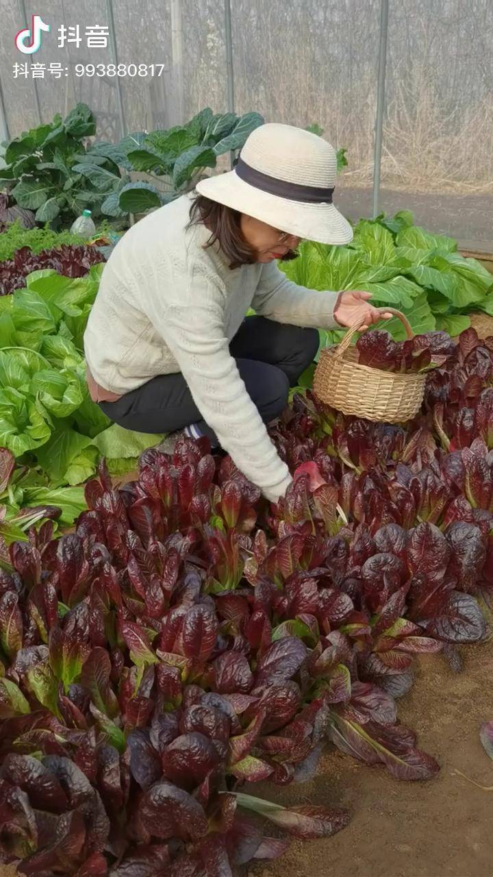 自从种上这个咖啡菜,每天都能采收新鲜叶片,一直可以采收两个多月,真